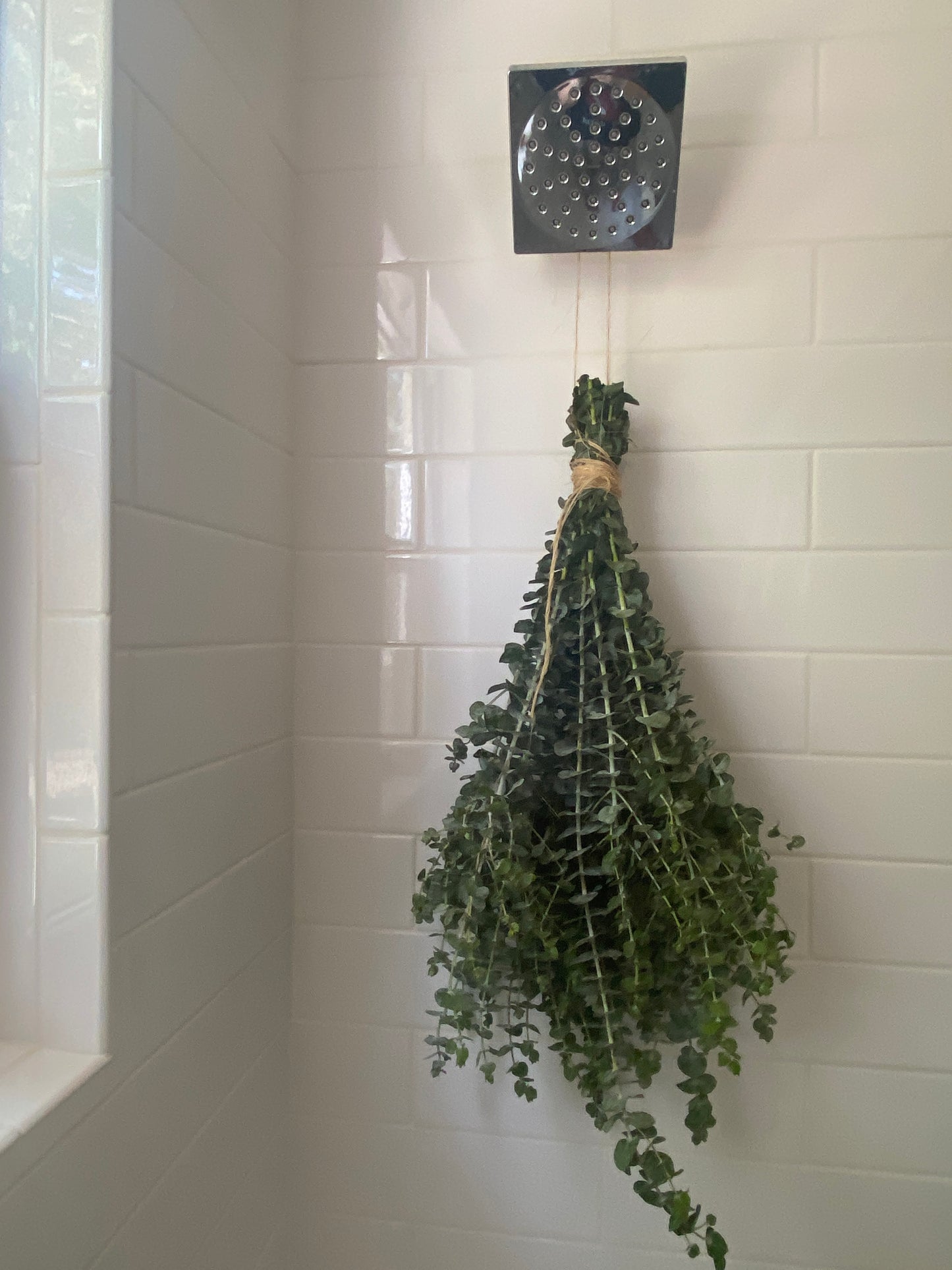 Organic Eucalyptus Shower Bundle ,  Eucalyptus Shower, Eucalyptus Shower Bundle, Eucalyptus organic grown
