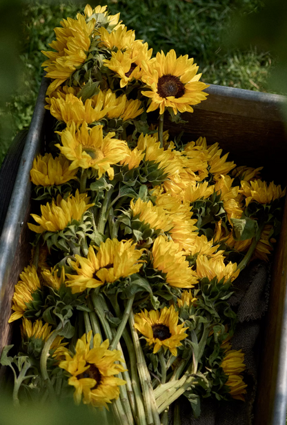 Fresh Sunflower Bunch