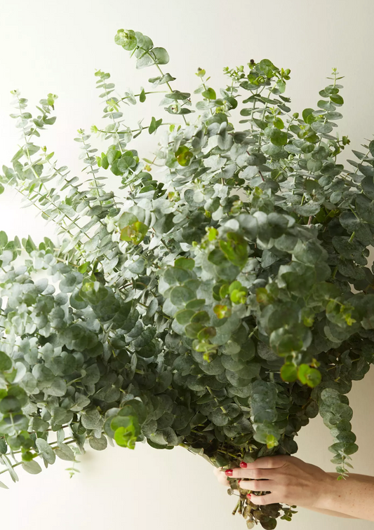 Fresh Eucalyptus Bunch